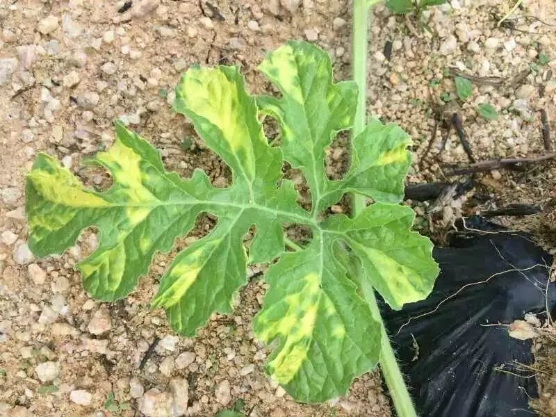 農作物病害檢測儀科學防治病害 農作物病害檢測儀科學防治病害