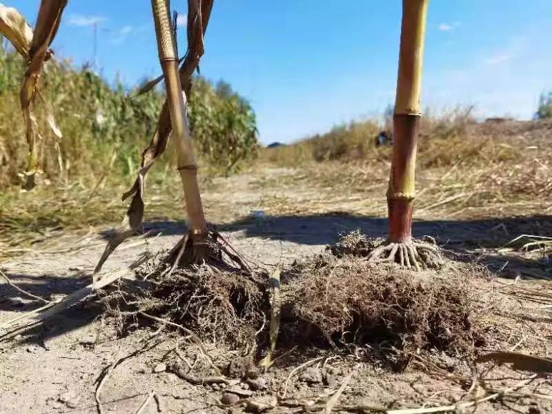 土壤養分檢測儀輔助農戶科學施肥 土壤養分檢測儀輔助農戶科學施肥