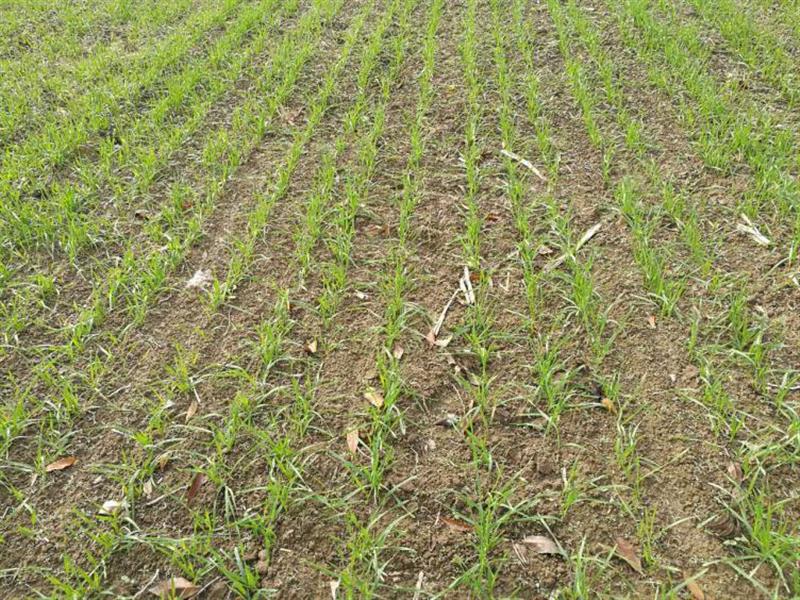 土壤墑情監測系統科學制定抗旱調度方案 土壤墑情監測系統科學制定抗旱調度方案