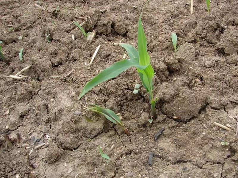 土壤呼吸對農業生產有什么影響 土壤呼吸對農業生產有什么影響