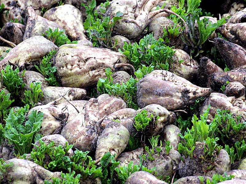 農作物病害檢測儀能分析各種病害種類 農作物病害檢測儀能分析各種病害種類