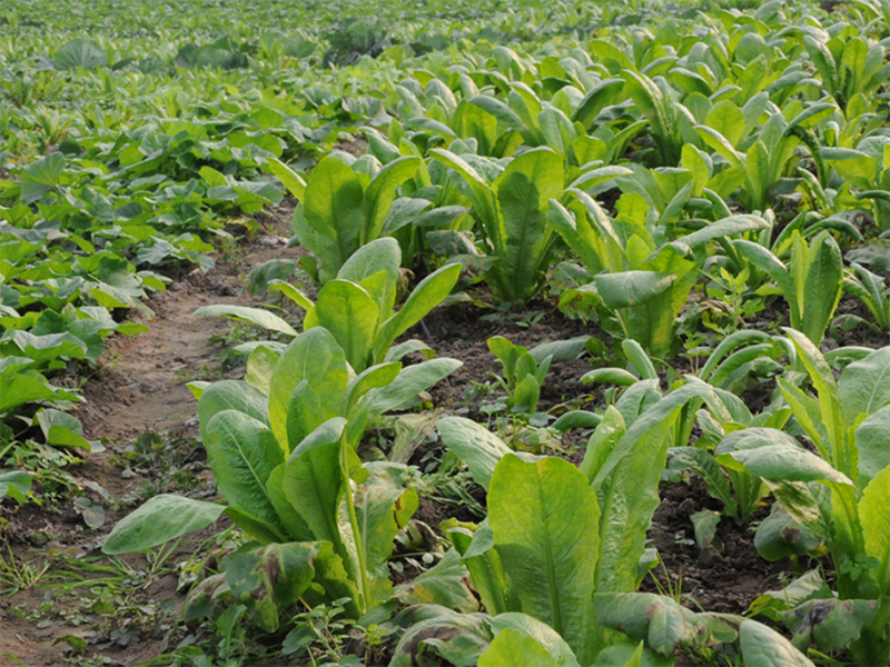 測土配方施肥 測土配方施肥