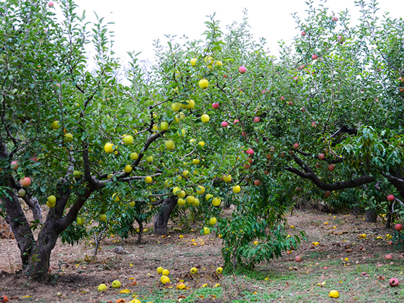 土壤重金屬檢測儀廠家 土壤重金屬檢測儀廠家