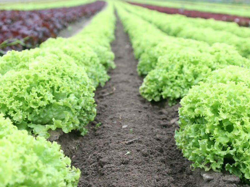 土壤檢測的主要指標