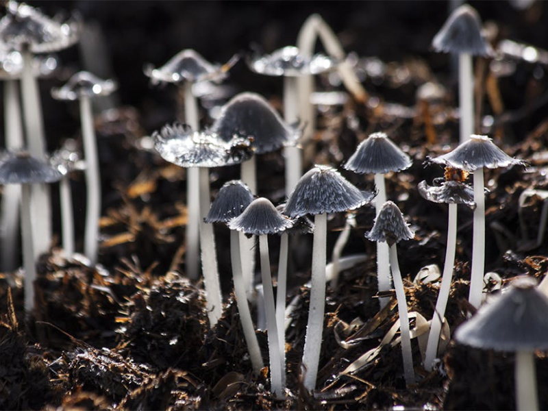 土壤水分與土壤濕度的區別