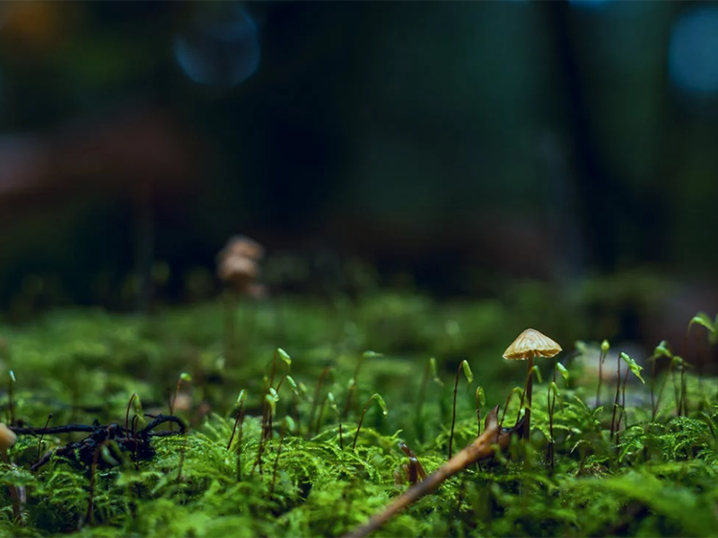 土壤重金屬檢測儀怎么用