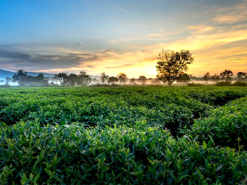 土壤微量元素檢測儀使用注意事項