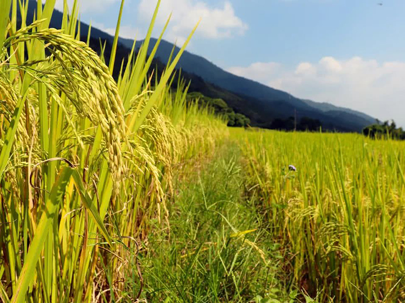 土壤養分速測儀 土壤養分速測儀
