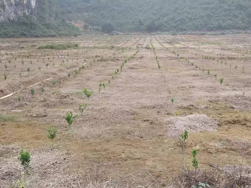 土壤水分檢測儀促進農業發展 土壤水分檢測儀促進農業發展