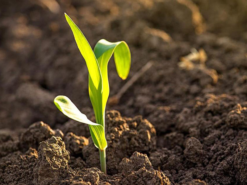土壤中的微量元素對于作物的生長至關重要 土壤中的微量元素對于作物的生長至關重要