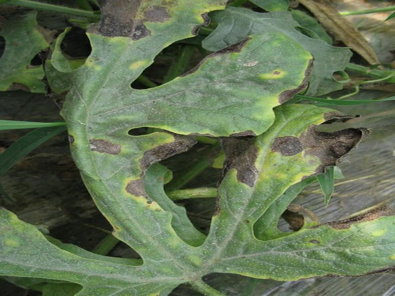 農作物病害檢測儀，為農戶提供便利