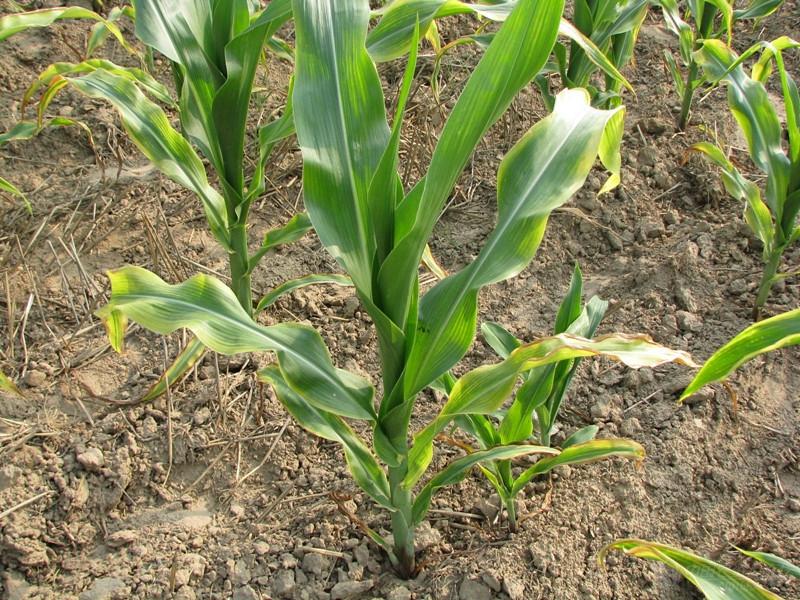 玉米種植需要注意什么 玉米種植需要注意什么