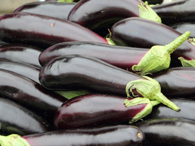 為什么茄子只開(kāi)花不結(jié)果 為什么茄子只開(kāi)花不結(jié)果