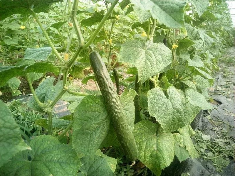 黃瓜在生長期,如何防治病害 黃瓜在生長期,如何防治病害