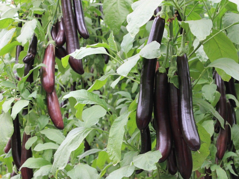 茄子怎樣科學的施肥 茄子怎樣科學的施肥