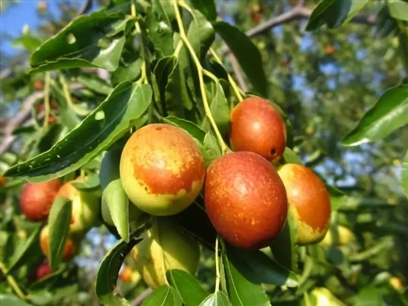 棗樹的種植，土壤和水分很重要