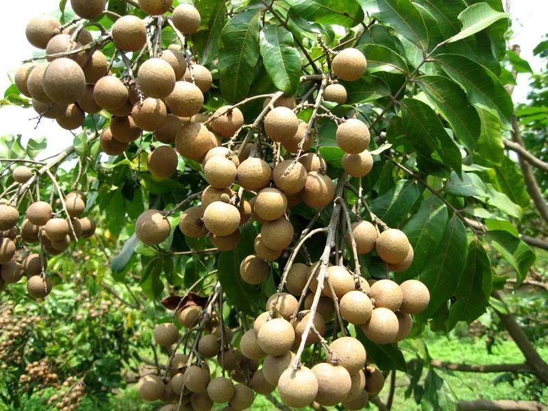 測土配肥儀告訴你:龍眼樹怎么施肥 測土配肥儀告訴你:龍眼樹怎么施肥