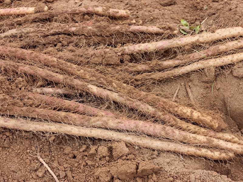 土壤養分檢測儀:山藥適合在怎樣的土地上生長 土壤養分檢測儀:山藥適合在怎樣的土地上生長