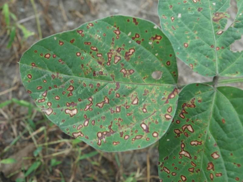 植物病害對產量有什么影響 植物病害對產量有什么影響
