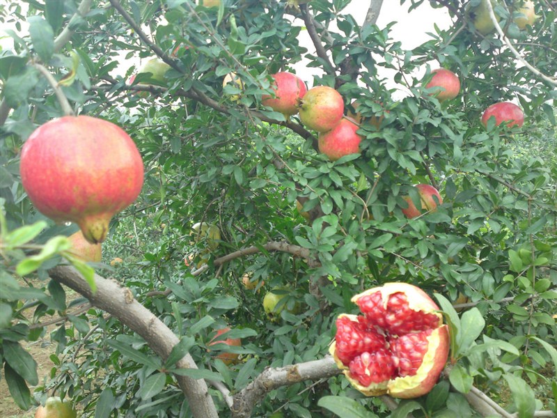 石榴的高產有哪些方法 石榴的高產有哪些方法