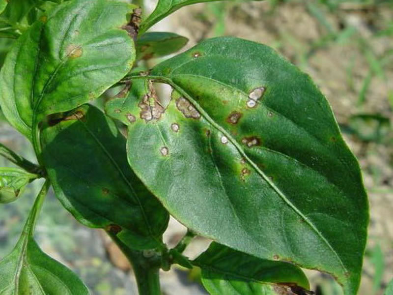 農作物病害檢測儀為農戶帶來便利 農作物病害檢測儀為農戶帶來便利